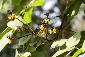 Image result for Centrolobium