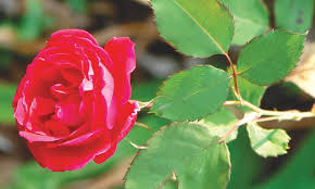 Maybe you would like to learn more about one of these? Gardening Grafting Perfect Roses Newspaper Dawn Com
