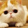 Where can i find an exotic shorthair cat? Https Encrypted Tbn0 Gstatic Com Images Q Tbn And9gcrsfoe670m2j5s1fcgn90t8awa8tui 0yiukx5gc Ckixbhmven Usqp Cau