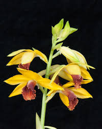 Image result for Phaius occidentalis