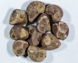 Image result for Argyreia nervosa