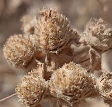 Image result for Haumaniastrum venosum