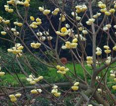 Image result for Gnidia chrysantha