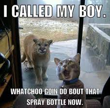 Find and save spray bottle meme memes | from instagram, facebook, tumblr, twitter & more. Spray Bottle Catsandkittens Funny Animal Memes Funny Animal Quotes Funny Animal Jokes