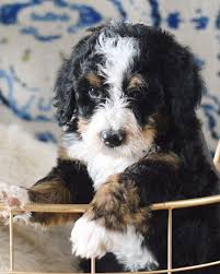 Adopt a purebred bernedoodle puppy today! Pinterest