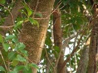 Image result for Ficus sur