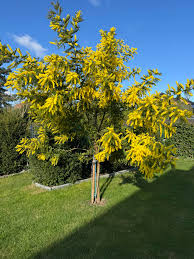 Image result for Acacia dealbata