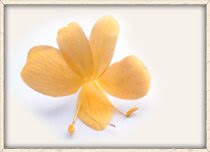 Image result for Artabotrys collinus