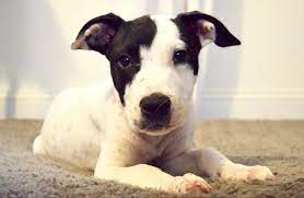 Buster Dog Adoption Dogs Best Dogs