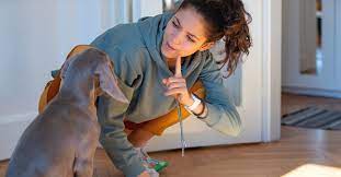 Check spelling or type a new query. How To Punish A Puppy Appropriately