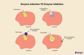 Check the Difference Between Enzyme Induction and Enzyme Inhibition – Knya