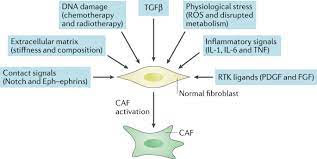 A Framework For Advancing Our Understanding Of Cancer Associated Fibroblasts Nature Reviews Cancer