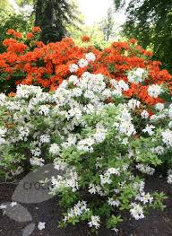 Buy Deciduous Azalea Rhododendron Silver Slipper Silver Slippers Azaleas Rhododendron