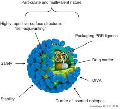 People could die in the near future from organ failure or other health problems due to. Virus Like Particle Based Vaccines For Animal Viral Infections Inmunologia