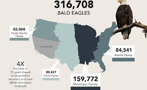 Bald Eagle Population Quadruples in a Decade