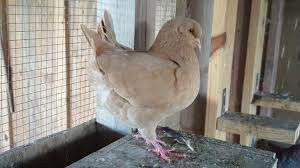 Yellow Modena Pigeons For Sale Pigeon Modena