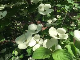 We did not find results for: Plant Of The Week Cornus X Venus Venus Dogwood