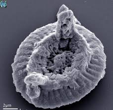 Image result for Nolletia arenosa