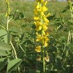 Image result for Rhynchosia totta