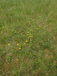 Image result for Asparagus migeodii