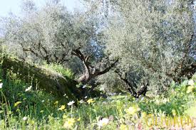 Quite apart from the plump lances of tiny deep purple flowers, each dotted in the center with an orange eye, 'asian moon' has two tone foliage; Self Pollinating Cross Pollinating Olive Trees Oliviada