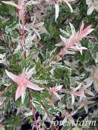 Salix Integra Flamingo Flamingo Willow Forestfarm Plants Foliage Plants Unique Plants