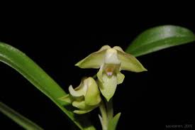 Image result for Polystachya