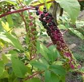 Phytolacca americana (American Pokeweed, Common Pokeweed ...