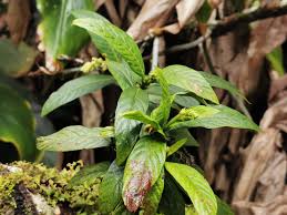 Image result for Bertiera angusiana