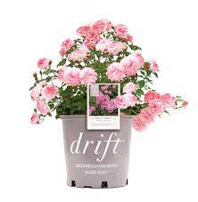 Blooming its heart out, rosa sweet drift® is a terrific groundcover rose which produces abundant clusters of clear pink double flowers, packed with up to 35 petals. Star Rose Drift Series 19682 Sweet Drift Rose 19cm Double Pink Buy Online In Angola At Angola Desertcart Com Productid 69954568