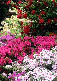 Shade loving flowering shrubs uk. Google Image Result For Http Cchs Usd224 Com Classes09 Gardenofeden Azalea Sh Azalea Shrub Plants Shade Plants