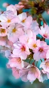 Cherry Flowers Pink Bloom Blur 720x1280 Wallpaper Cherry Flower Floral Photography Beautiful Flowers