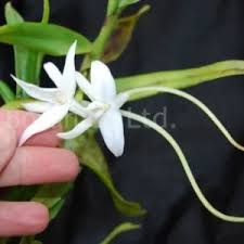 Image result for Microcoelia exilis