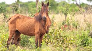 On the coasts and small islands of north carolina, wild horses still roam. Wild Horses In America Are Now Beginning To Die Of Starvation Narcity