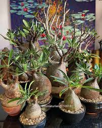 Image result for Raphionacme procumbens