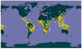 Image result for Merremia pterygocaulos