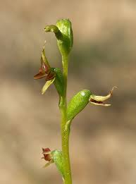 Image result for Rhipidoglossum ovale