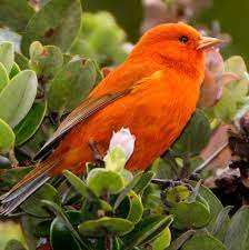 pin on birds
