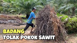 Aku pn tgh tgk2 sawit 5.6 ekar. Alih Pokok Kelapa Sawit Youtube