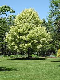 Shade trees help cool down your house in the summer by providing shade from the powerful warming rays of the sun. Variegated Norway Maple Acer Platanoides Variegatum In Inver Grove Heights Minnesota Mn At Gertens