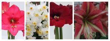 Planting bulbs is one of the easiest ways to add spring and summer colors to your garden and yard. The Farm Dirt Blog Purple Tuteur Farm