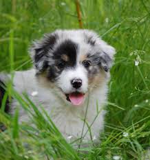Maybe you would like to learn more about one of these? Unsere Nachzucht Galerie Australian Shepherds Roc