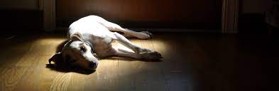 Our 13 year old jack russell has always been an active dog. Jack Russell Terrier Jrtca Medical Toxicity Warning Signs