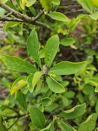 Image result for Pavetta gardeniifolia