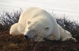 Sleeping Polar Bear Baby Polar Bears Polar Bear Bear