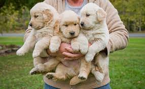 Want to buy a puppy? Things To Know Before Getting A Golden Retriever Popsugar Uk Pets