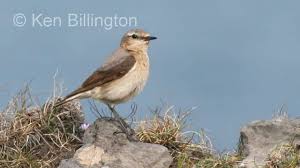 Image result for Oenanthe