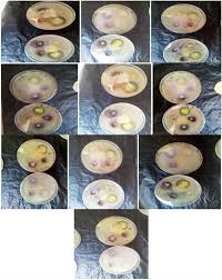 Image result for Massularia