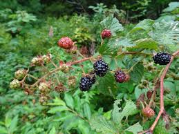 Image result for Rubus iringanus