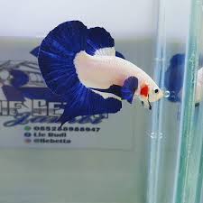 Beautiful Strong Color Plakat Tail Blue Rim Betta Fish In 2020 Betta Fish Pet Fish Betta